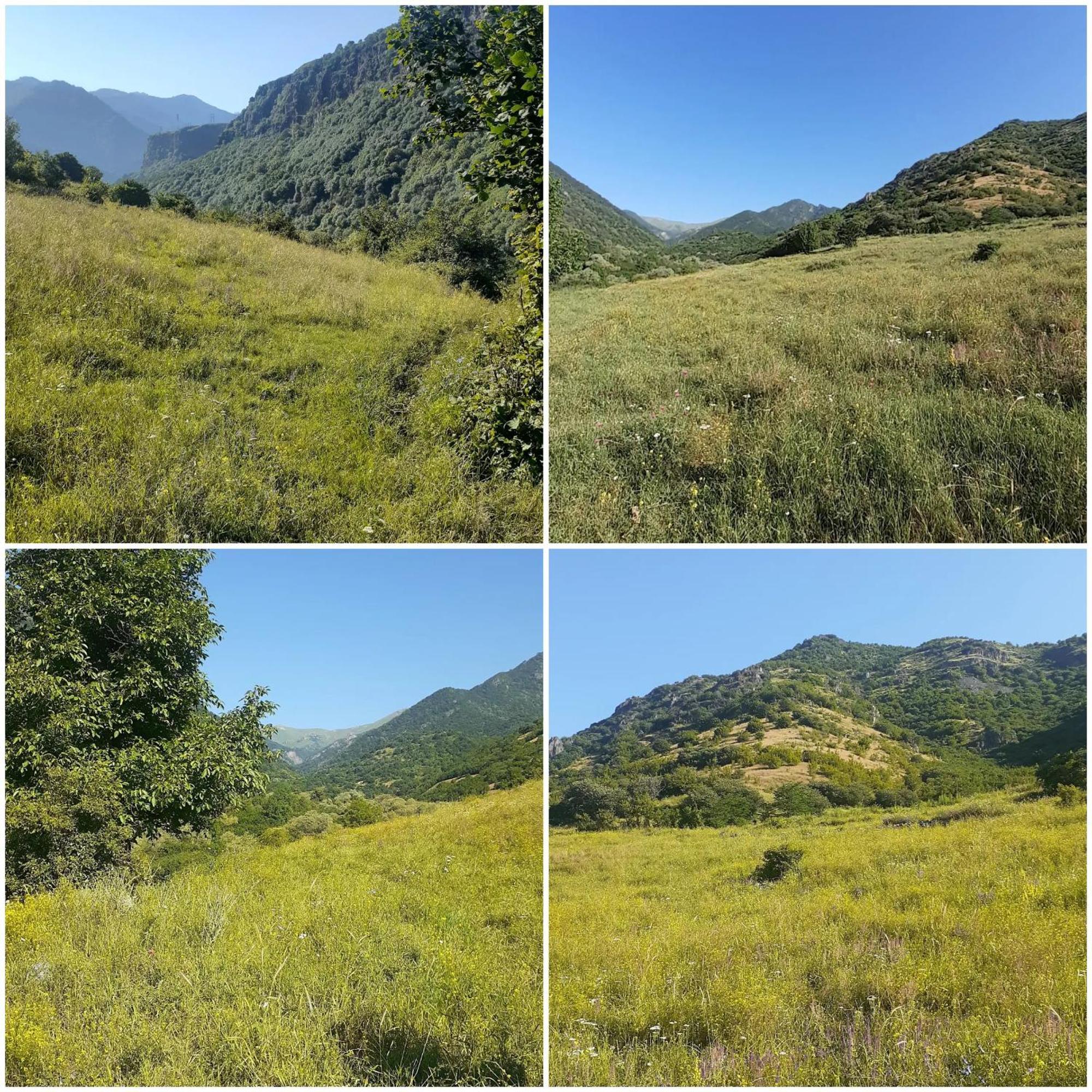 Three Poplars By Vl Campsite Alaverdi